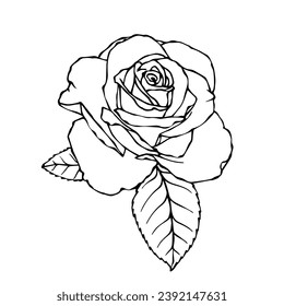 Line sketch,doodle of rose flower. Vector graphics.