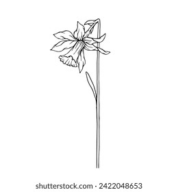 Line sketch,doodle of spring daffodil flower.Vector graphics.