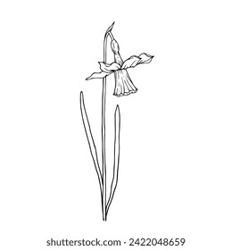 Line sketch,doodle of spring daffodil flower.Vector graphics.