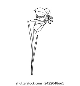 Esbozo de línea,doodle de flor daffodil de primavera.Gráficos vectoriales.