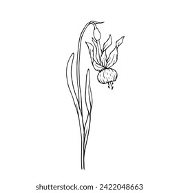 Esbozo de línea,doodle de flor daffodil de primavera.Gráficos vectoriales.
