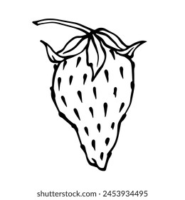 Line sketch,doodle of summer strawberries.Vector graphics.