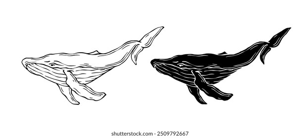 Line sketch,silhouette,stamp of marine mammal blue whale.Vector graphics.