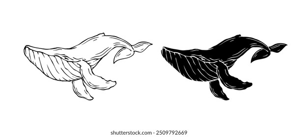 Line sketch,silhouette,stamp of marine mammal blue whale.Vector graphics.