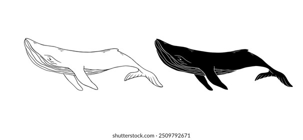 Line sketch,silhouette,stamp of marine mammal blue whale.Vector graphics.