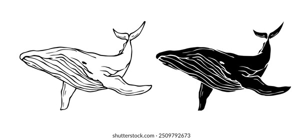 Line sketch,silhouette,stamp of marine mammal blue whale.Vector graphics.