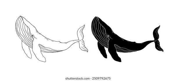 Line sketch,silhouette,stamp of marine mammal blue whale.Vector graphics.