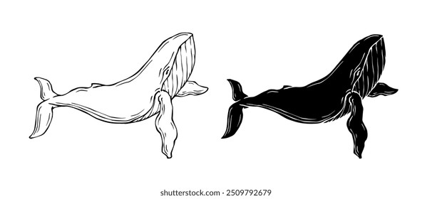 Line sketch,silhouette,stamp of marine mammal blue whale.Vector graphics.