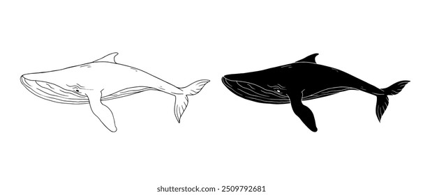 Line sketch,silhouette,stamp of marine mammal blue whale.Vector graphics.