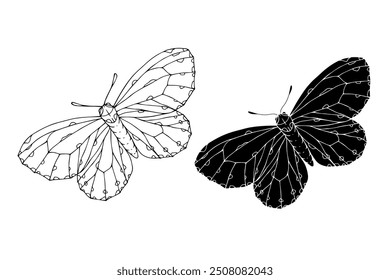 Line sketch,silhouette,stamp of winged insect night moth,butterfly.Vector graphics.	