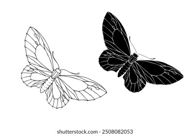 Line sketch,silhouette,stamp of winged insect night moth,butterfly.Vector graphics.	