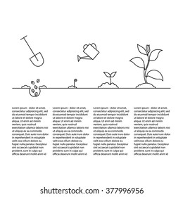 Line Sprout And Plant Growing. Linear Nature Leaf, Grow Tree, Garden And Flower, Organic Gardening, Eco Flora. Timeline Infographic Of Planting Tree Process, Business Concept Flat Design.