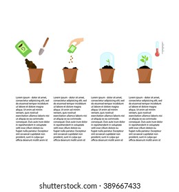 Line sprout and plant growing. Linear nature, grow tree, garden and flower, organic gardening, flora. Timeline infographic of planting tree process, flat design. Seedling with phases of plant growth.