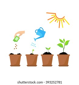 Line sprout and plant growing. Linear nature leaf, grow tree, garden and flower, organic gardening, eco flora. Timeline infographic of planting tree process, business concept flat design.