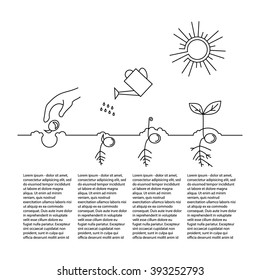 Line sprout and plant growing. Linear nature leaf, grow tree, garden and flower, organic gardening, eco flora. Timeline infographic of planting tree process, business concept flat design.