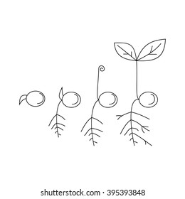 Line sprout and plant growing. Linear nature leaf, grow tree, garden and flower, organic gardening, eco flora. Timeline infographic of planting tree process, business concept flat design.