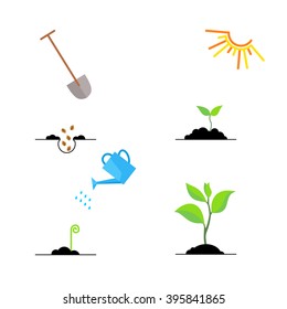 Line sprout and plant growing. Linear nature leaf, grow tree, garden and flower, organic gardening, eco flora. Timeline infographic of planting tree process, business concept flat design.