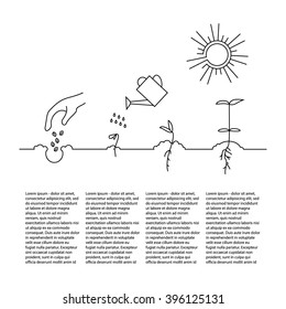 Line sprout and plant growing. Linear nature leaf, grow tree, garden and flower, organic gardening, eco flora. Timeline infographic of planting tree process, business concept flat design.
