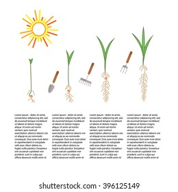 Line sprout and plant growing. Linear nature leaf, grow tree, garden and flower, organic gardening, eco flora. Timeline infographic of planting tree process, business concept flat design.