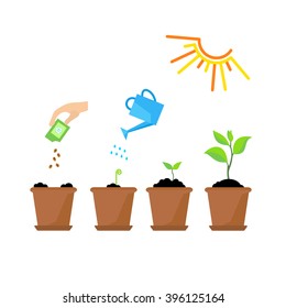 Line sprout and plant growing. Linear nature leaf, grow tree, garden and flower, organic gardening, eco flora. Timeline infographic of planting tree process, business concept flat design.