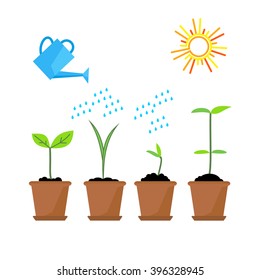 Line sprout and plant growing. Linear nature leaf, grow tree, garden and flower, organic gardening, eco flora. Timeline infographic of planting tree process, business concept flat design.