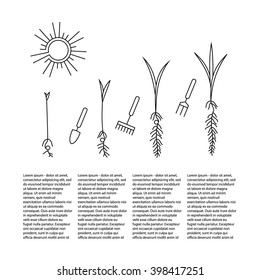 Line sprout and plant growing. Linear nature leaf, grow tree, garden and flower, organic gardening, eco flora. Timeline infographic of planting tree process, business concept flat design.