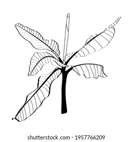 Line tropical banana tree leaves on white background. Elegant exotic decoration for cosmetics, spa, perfume, health care products, tourist agency, summer party invitation, aroma.