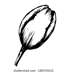 Line tulip of black color isolated on white background, vector illustration for design and decoration, tableware, walls, doukup, scrabukin, prins on clothes