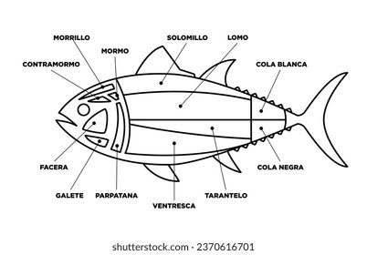 Line Tuna Cuts diagram (ronqueo). Parts of tuna written in Spanish. 