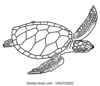 Line turtle isolated on white background. Turtle for coloring book or page. Vector turtle.