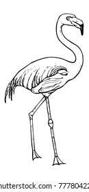 Line vector drawing of flamingo. Big beatiful wading bird standing. Black and white illustration