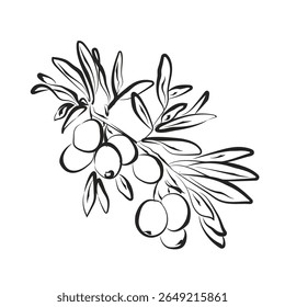 Line Vector Drawing of Olive Branch. Botanical Modern Line Art, Aesthetic Contour Drawing. Perfect for Home Decor, Wall Art Posters, or t-shirt Print, Mobile Case. Olive Plant Sketch Art. Not AI