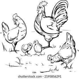 Line Vector Graphic.Farm Life Rooster Family With Hens And Chicks In Freehand Sketch Style. Pet Birds For Advertising, Design, Creativity, Coloring Books, Etc.