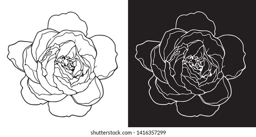 Line vector illustration of nice flower 