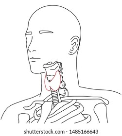 line vector illustration of thyroid, anatomy and throat.
