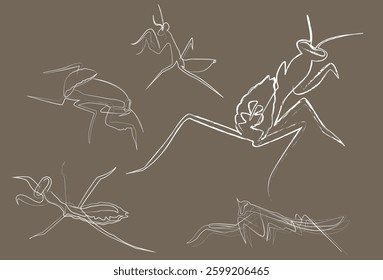 Line vector sketches of a praying mantis