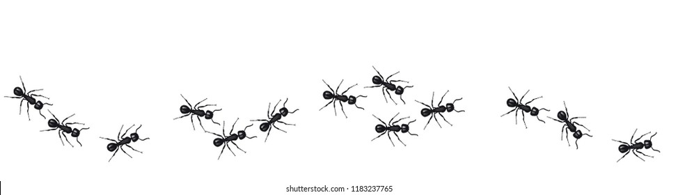 Линия рабочих муравьев, которые маршируют в поисках пищи. Векторный баннер