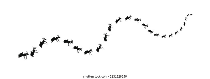  A line of worker ants marching in search of food.Worker ants marching in a line. ants road Vector illustration