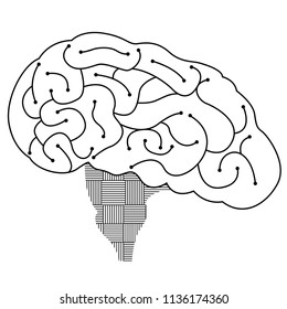 Lineal brain design