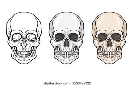 Lineal drawing: human skull three variants - contour, monochrome, colour, frontal view. Vector illustration isolated on white background.  Print, poster, T-shirt, card. 