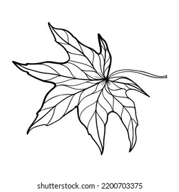 Linear autumn leaf. Line art clipart.