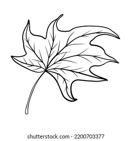 Linear autumn leaf. Line art clipart.