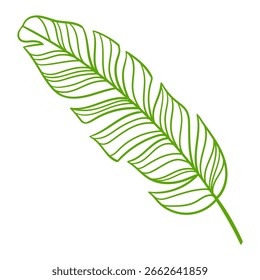 Linear banana palm leaf. Decorative image of tropical foliage and plant.