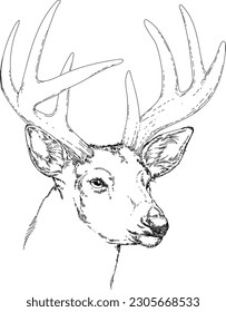 
linear black and white drawing of the head of a male deer