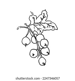Сurrants, linear black and white vector illustration.