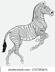 Linear black and white zebra reared and stands on one leg. Prancing striped stallion pricked up its ears and stared ahead with dilated nostrils. Emblem for african wildlife tourism.