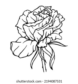 Linear blossoming rose bud. Vector graphics.