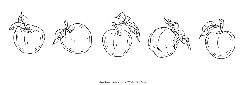 Linear botanical sketch with apple tree fruits and leaves. Vector graphics.