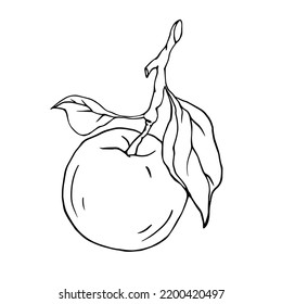 Esbozo botánico lineal de un gráfico apple.Vector.