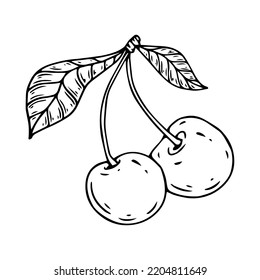 Linear botanical sketch of cherry berries with leaves. Vector graphics.